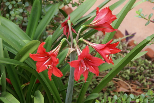 Hippeastrum × johnsonii (St Joseph's Lily) (alternate view 7)