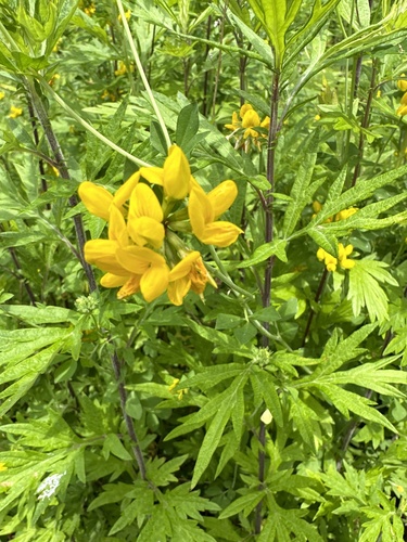 Lotus pedunculatus (big bird's-foot trefoil) (alternate view 5)