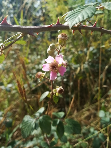Rubus ulmifolius (elmleaf blackberry)