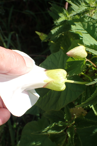 Calystegia silvatica (large bindweed)