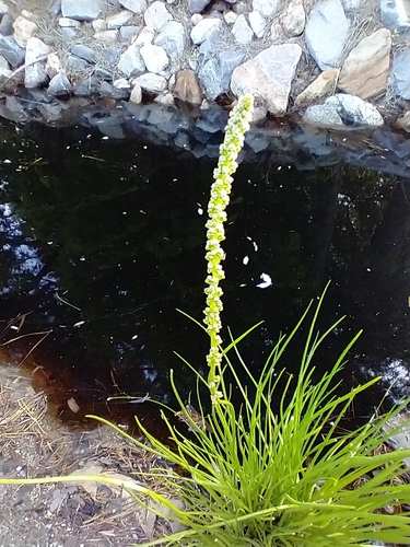 Triglochin maritima (common arrowgrass)