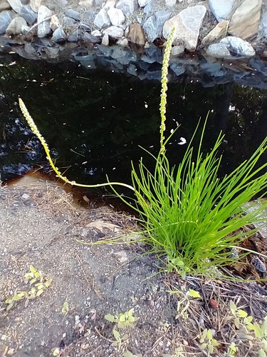 Triglochin maritima (common arrowgrass)