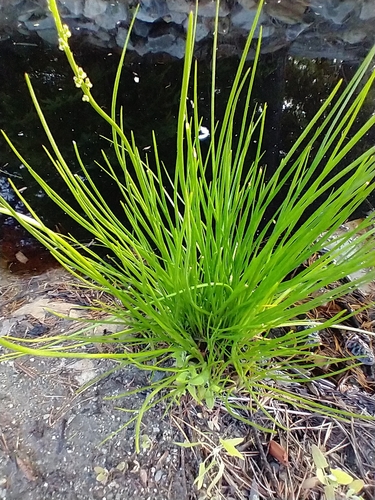 Triglochin maritima (common arrowgrass)