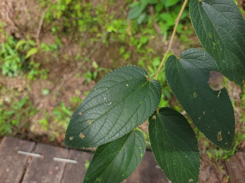 Trema tomentosum (Nettle Tree) (alternate view 3)