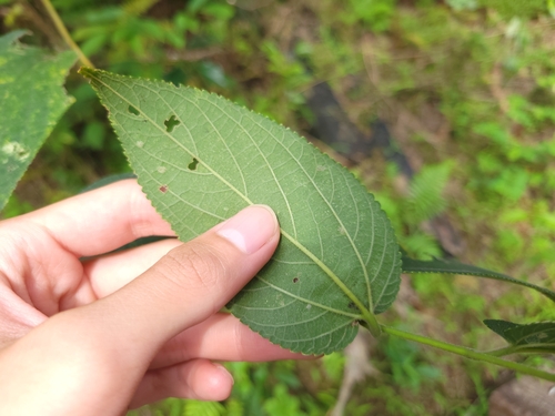 Trema tomentosum (Nettle Tree) (alternate view 4)