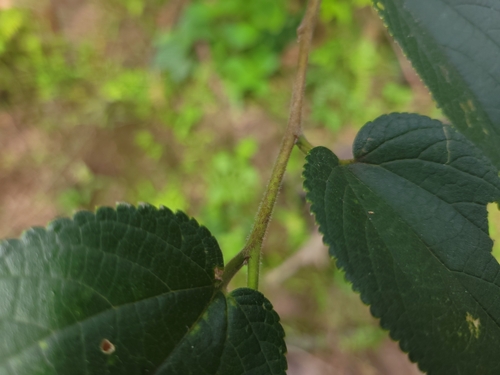 Trema tomentosum (Nettle Tree) (alternate view 5)