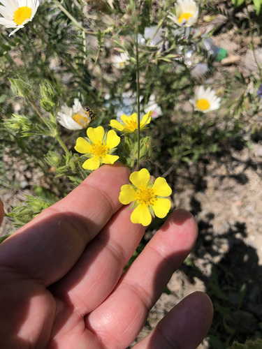 Potentilla recta (sulfur cinquefoil)