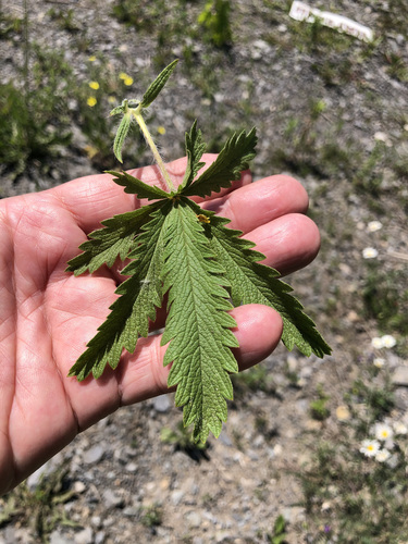 Potentilla recta (sulfur cinquefoil) (alternate view 2)