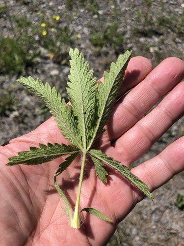 Potentilla recta (sulfur cinquefoil) (alternate view 3)
