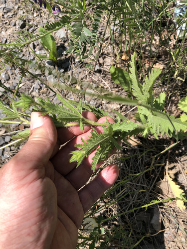 Potentilla recta (sulfur cinquefoil) (alternate view 5)
