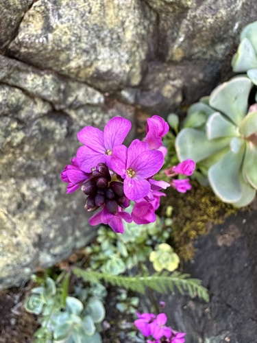 Arabis (Rock-cresses)