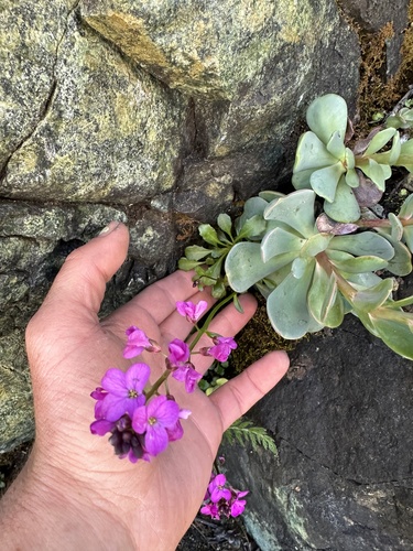 Arabis (Rock-cresses) (alternate view 2)
