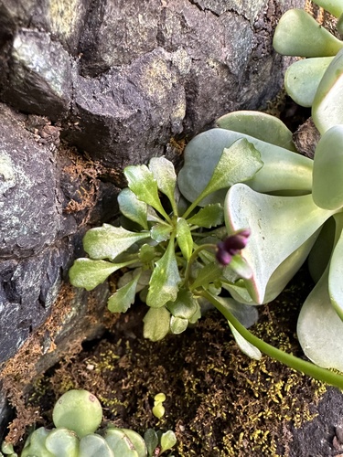 Arabis (Rock-cresses) (alternate view 3)