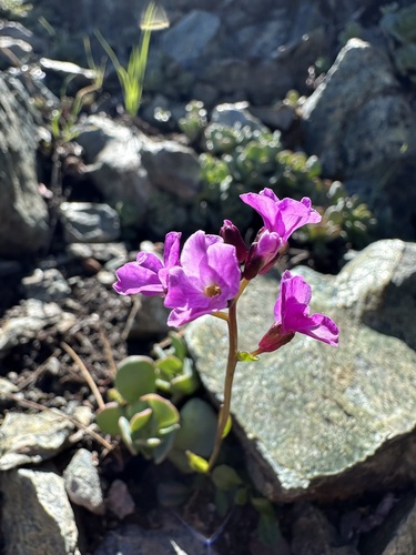 Arabis (Rock-cresses) (alternate view 4)