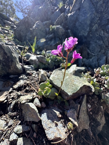 Arabis (Rock-cresses) (alternate view 5)