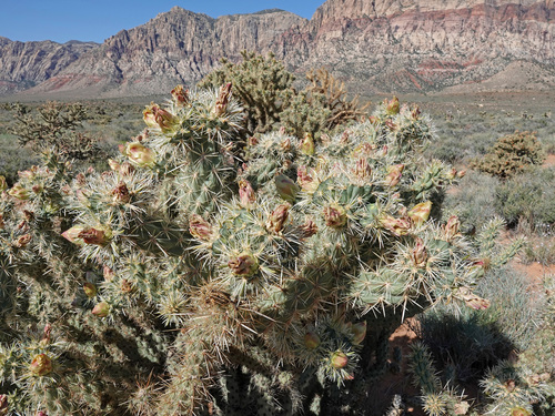 Cylindropuntia acanthocarpa (Buckhorn Cholla) (alternate view 2)