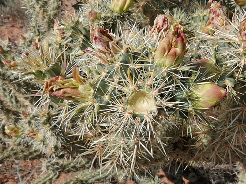Cylindropuntia acanthocarpa (Buckhorn Cholla) (alternate view 3)