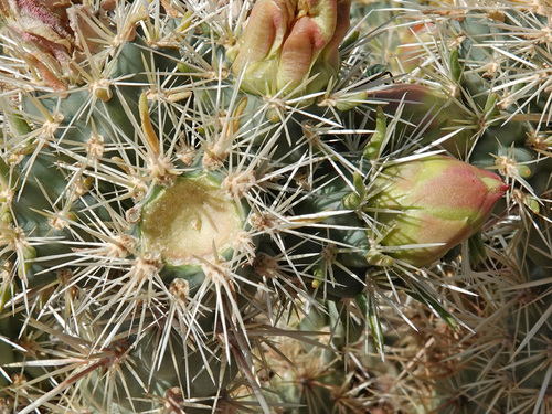 Cylindropuntia acanthocarpa (Buckhorn Cholla) (alternate view 4)