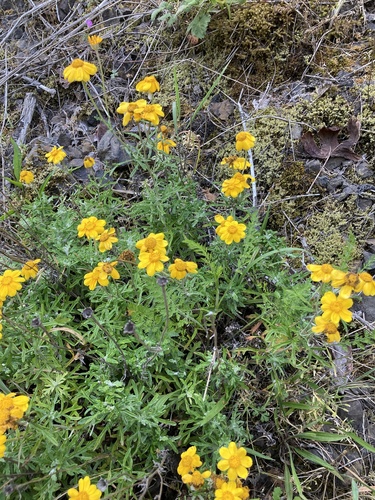 Eriophyllum lanatum (Oregon Sunshine)