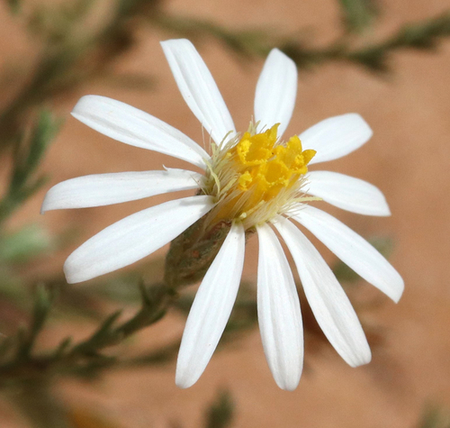 Chaetopappa ericoides (Rose Heath)