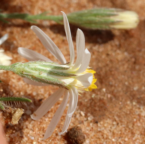 Chaetopappa ericoides (Rose Heath) (alternate view 2)