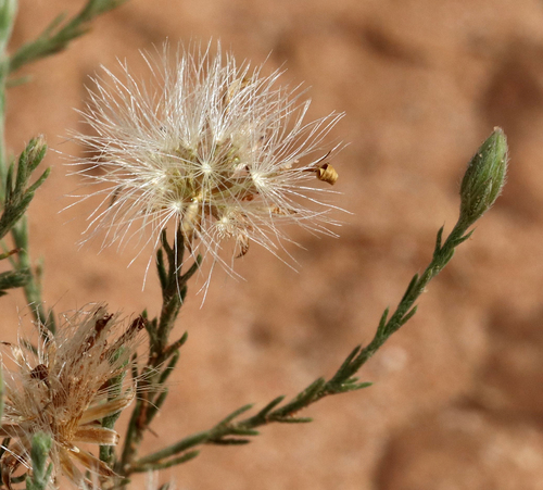 Chaetopappa ericoides (Rose Heath) (alternate view 3)