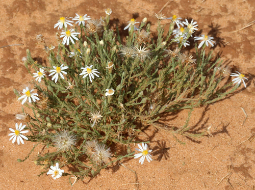 Chaetopappa ericoides (Rose Heath) (alternate view 4)
