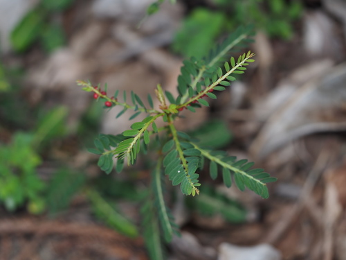 Phyllanthus urinaria (Chamberbitter) (alternate view 3)