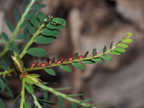 Phyllanthus urinaria (Chamberbitter) (alternate view 4)