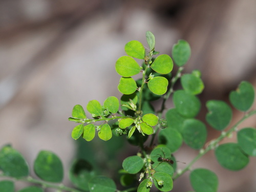 Phyllanthus urinaria (Chamberbitter) (alternate view 5)