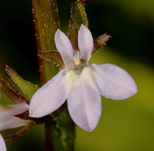 Lobelia spicata (pale-spiked lobelia) (alternate view 3)