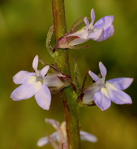 Lobelia spicata (pale-spiked lobelia) (alternate view 4)