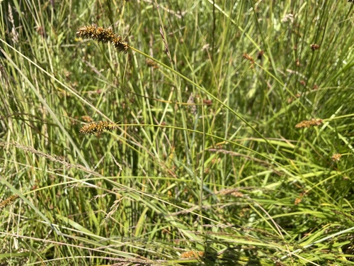 Carex densa (Dense Sedge)