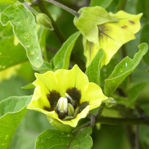 Physalis longifolia (long-leaved groundcherry) (alternate view 6)