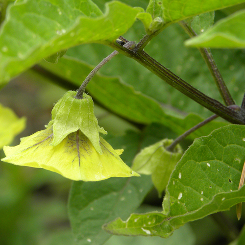 Physalis longifolia (long-leaved groundcherry) (alternate view 7)