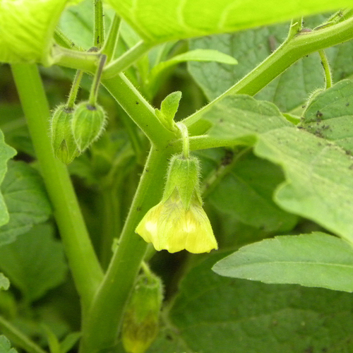 Physalis heterophylla (clammy groundcherry) (alternate view 6)