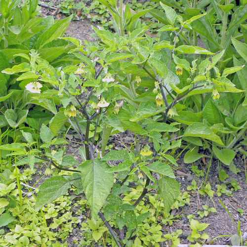 Physalis longifolia (long-leaved groundcherry) (alternate view 8)
