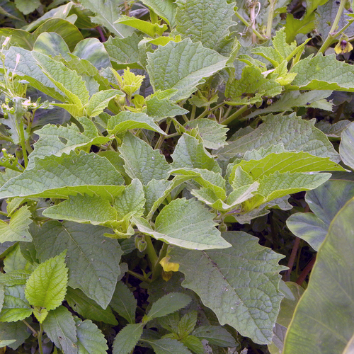 Physalis heterophylla (clammy groundcherry) (alternate view 7)