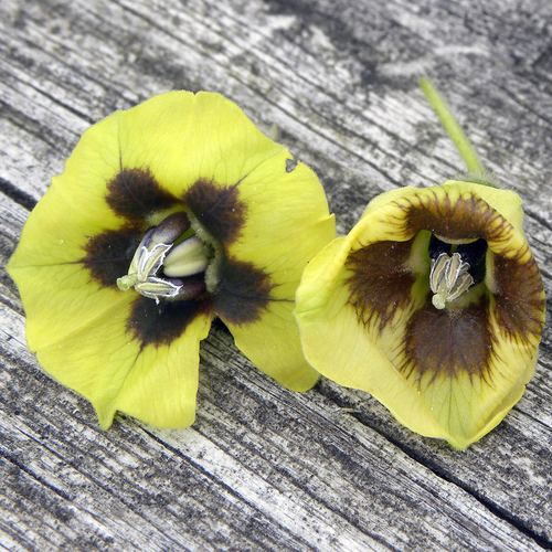 Physalis longifolia (long-leaved groundcherry) (alternate view 10)