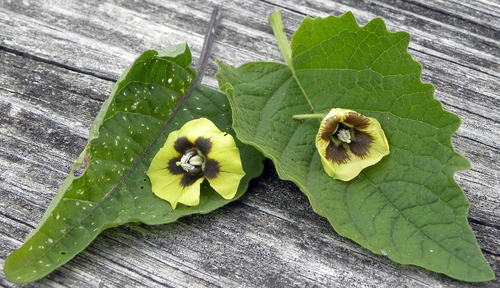 Physalis longifolia (long-leaved groundcherry) (alternate view 9)