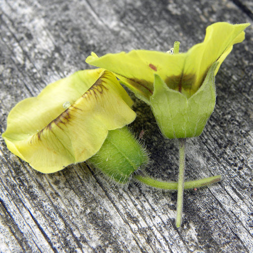 Physalis heterophylla (clammy groundcherry) (alternate view 8)