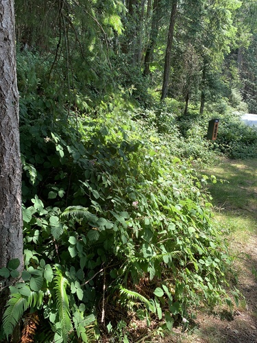 Rubus vestitus (Vested Blackberry)