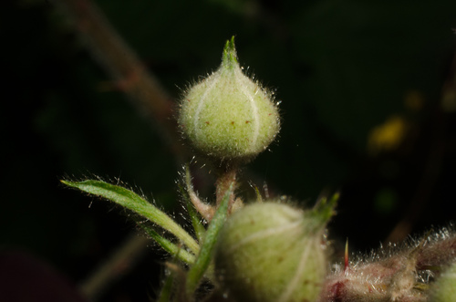 Rubus vestitus (Vested Blackberry)
