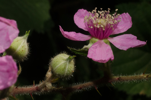 Rubus vestitus (Vested Blackberry)