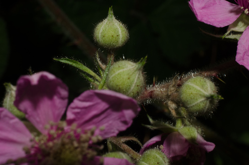 Rubus vestitus (Vested Blackberry)