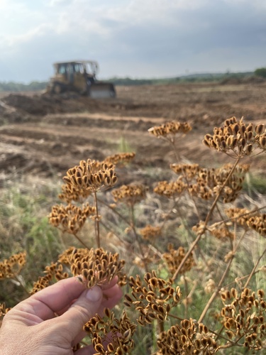 Polytaenia texana (Texas Prairie Parsley)