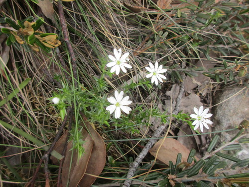 Stellaria pungens (prickly starwort)