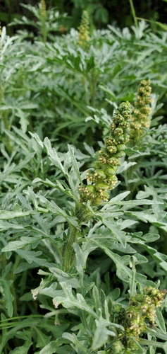 Ambrosia chamissonis (silver beachweed) (alternate view 3)