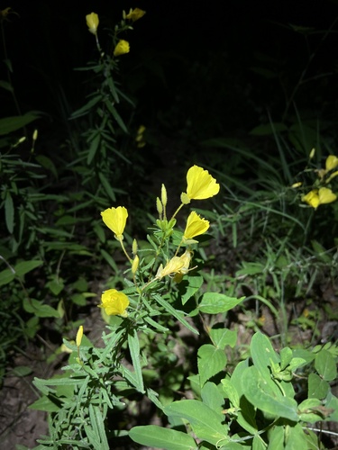 Oenothera fruticosa (evening primrose)