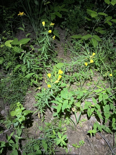 Oenothera fruticosa (evening primrose) (alternate view 2)